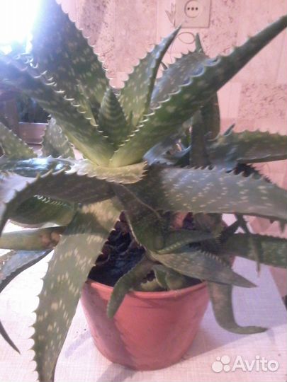 Алое вера растение