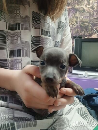 Щенки тойтерьер, бронь