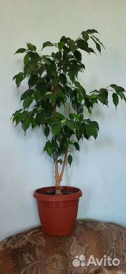 Фикус бенджамина