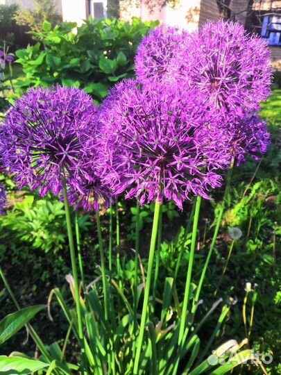 Декоративный лук Аллиум