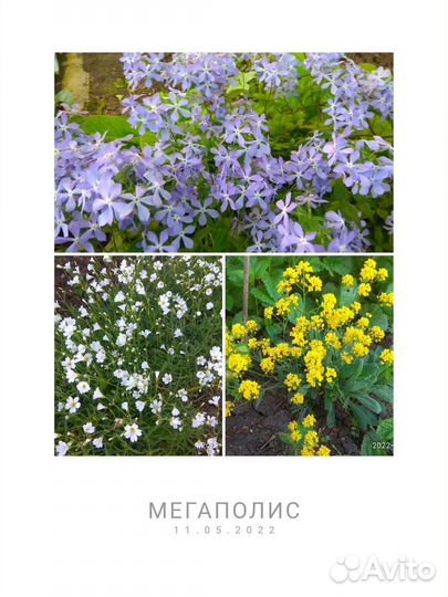 Хоста и др