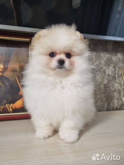 Померанский шпиц