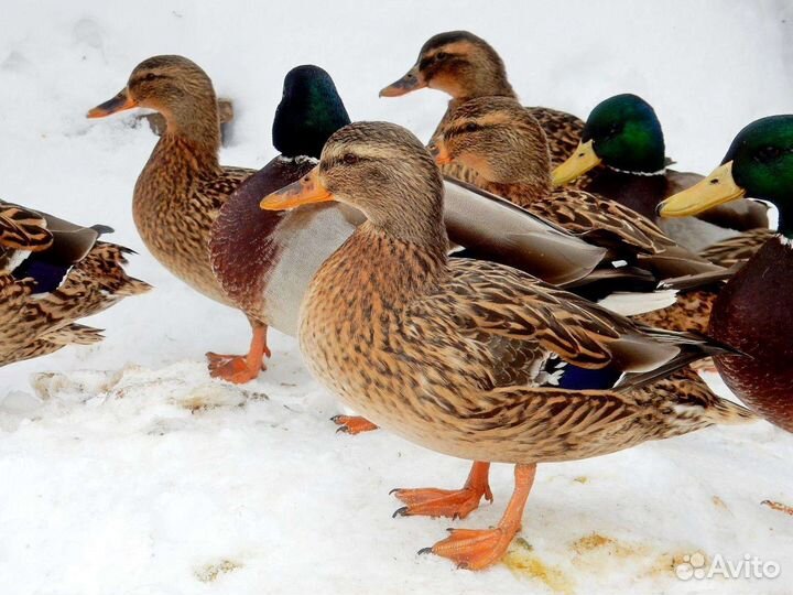 Утки подсадные для охоты