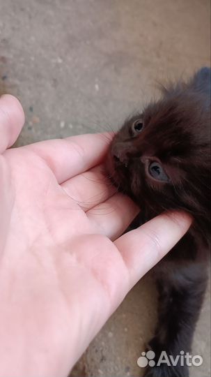 Котëнок в добрые руки