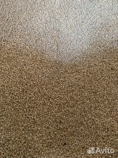 Белая кукуруза