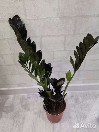 Замиокулькас равен, зензи (женское счастье)