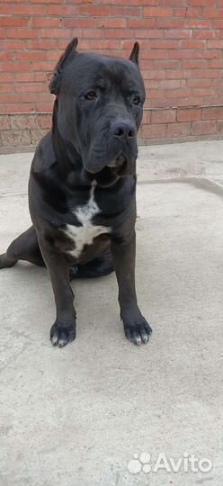 Вязка Кане-корсо