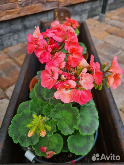 Пеларгония герань