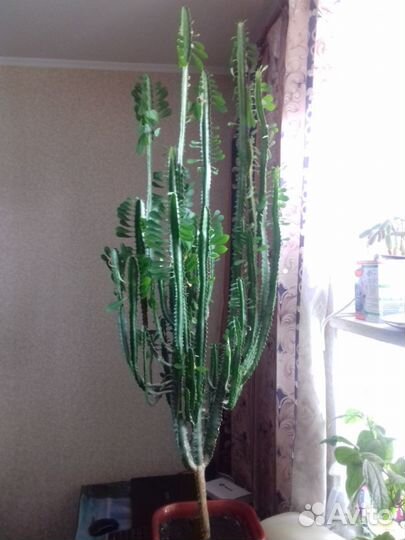 Кактус молочай треугольный