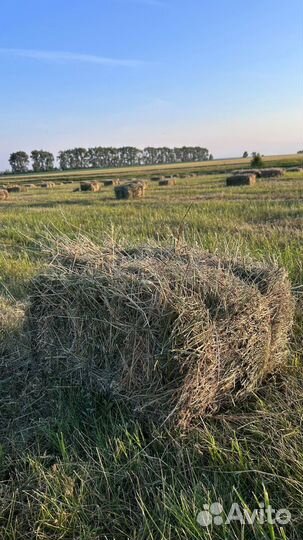 Сено люцерны в тюках