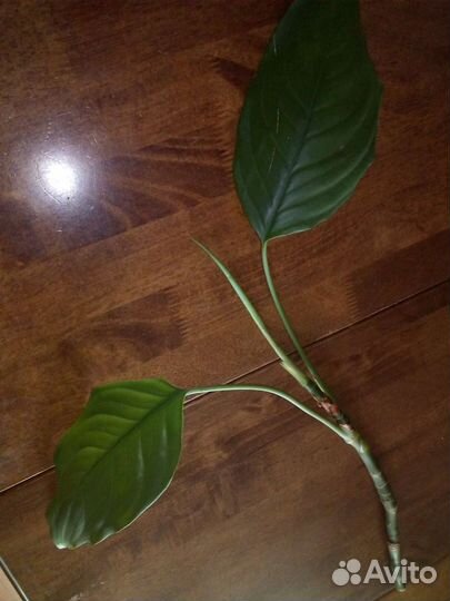 Отростки цветов