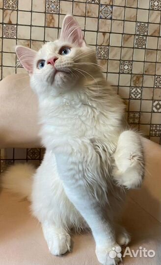 Котята Мейн-кун