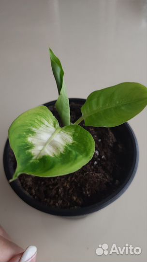 Диффенбахия Камилла