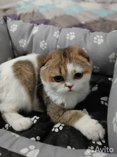 Шотландский котик