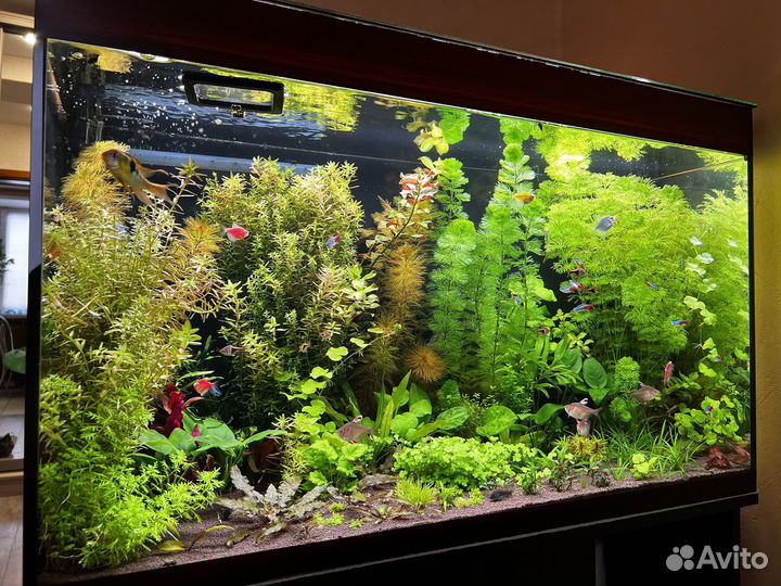 Аквариум