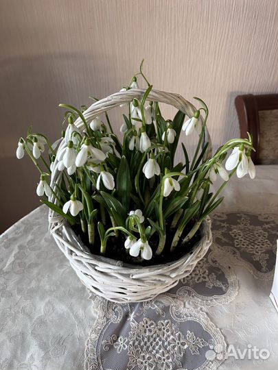 Корзина подснежников