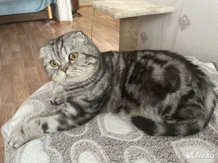 Шотландский вислоухий кот отдам в добрые руки