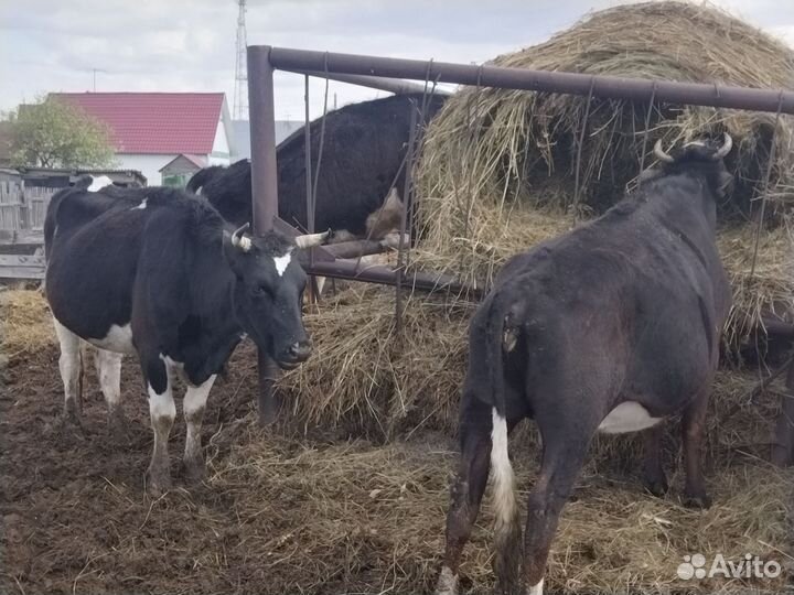 Бык на племя, на мясо. Коровы на мясо