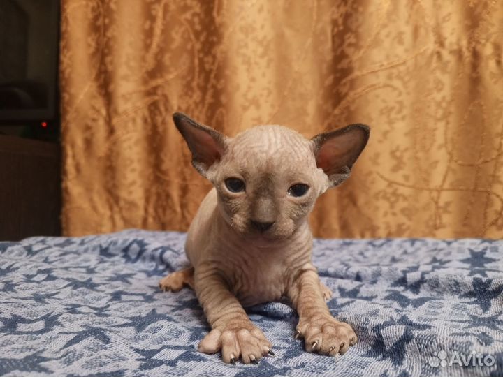 Канадский сфинкс