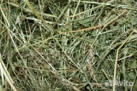 Сено в мешках 2024г