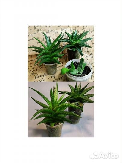 Суккуленты: Эхеверии, каланхоэ, граптопеталум