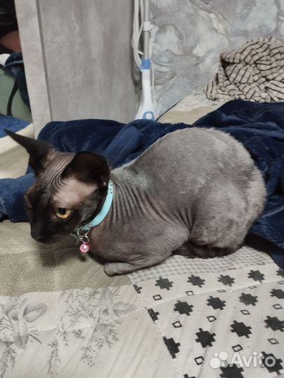 Кошка в добрые руки