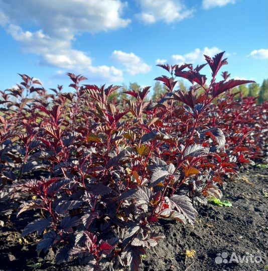 Пузыреплодник из питомника