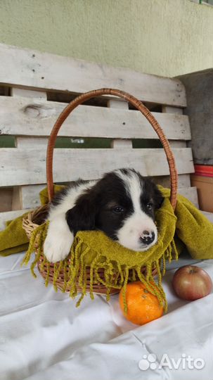 Спаниель в добрые руки