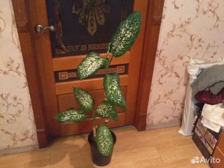 Пальма дифенбахия