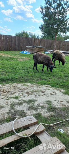 Овцы бараны