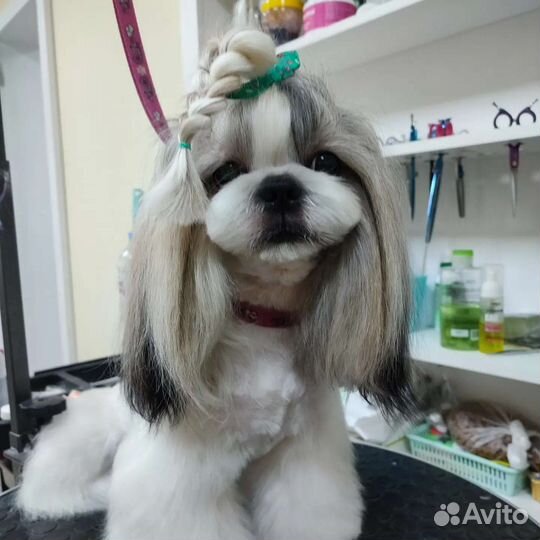 Груминг обучение