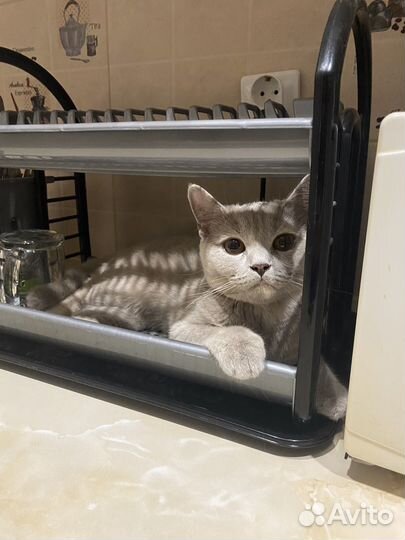 Британская