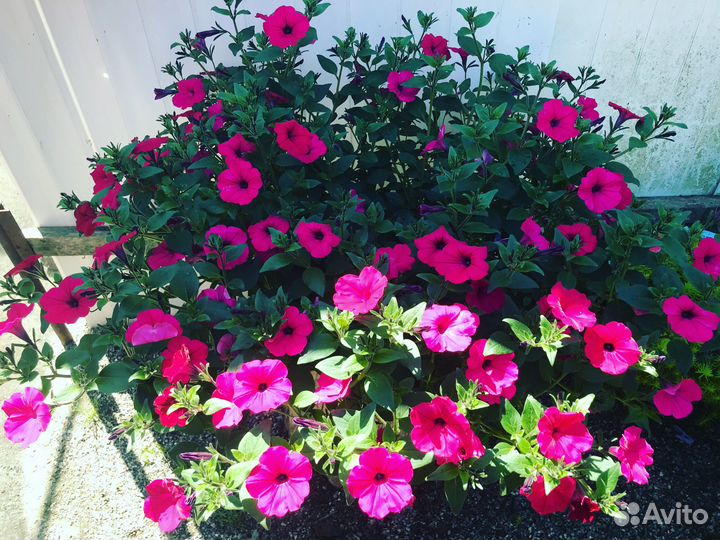 Рассада петунии тайдал