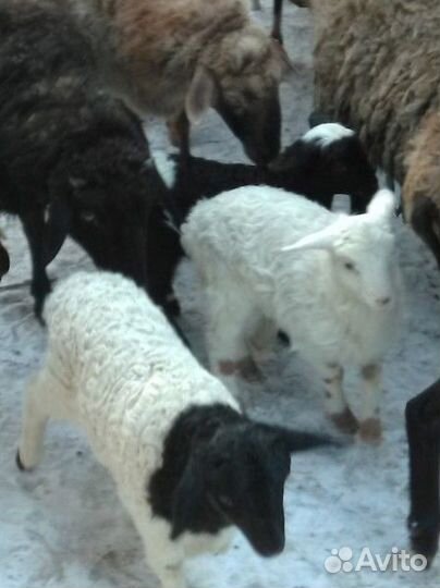 Ягнята дорпер