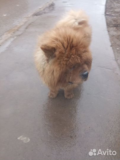 Собака ищет дом