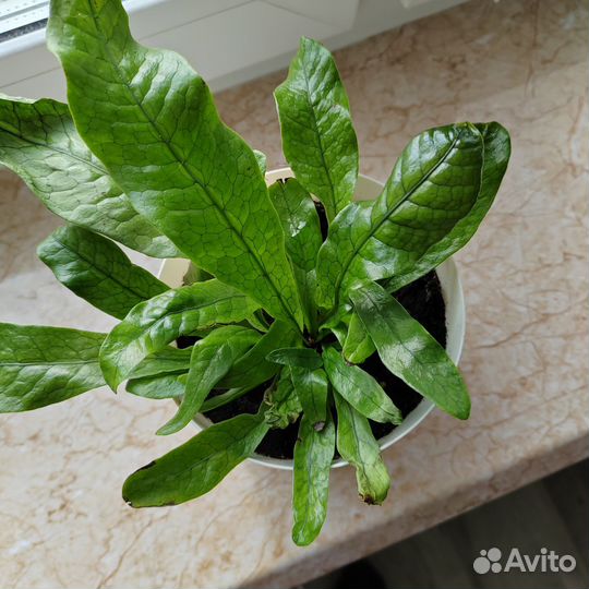 Микросорум крокодил