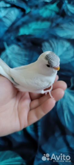 Птенец ввп 30 дней ручной