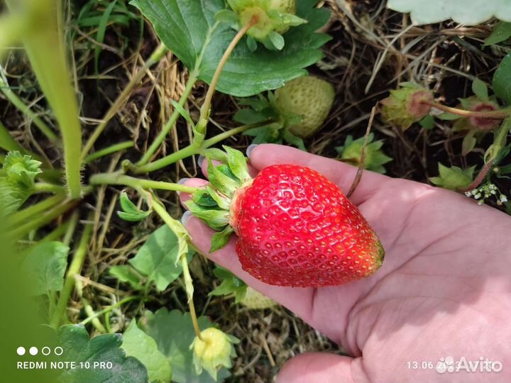 Усы клубники Азия, Купчиха