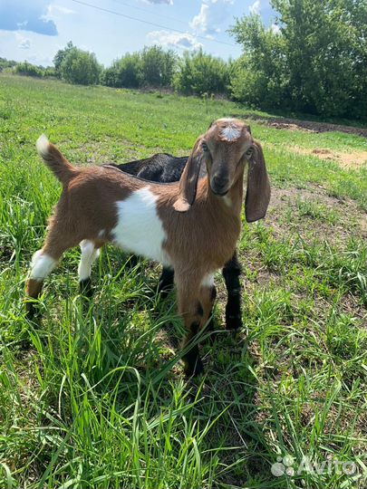 Козлики нубийские,романовские бараны