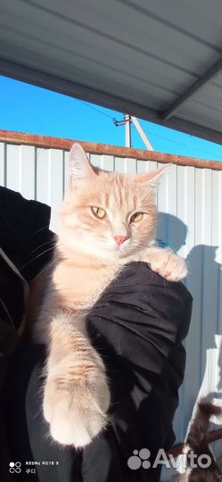 Кот в дар, бесплатно