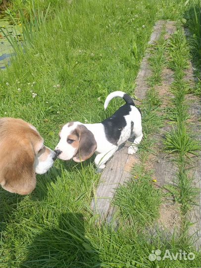 Щенки бигль