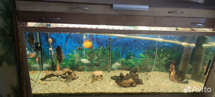 Аквариум