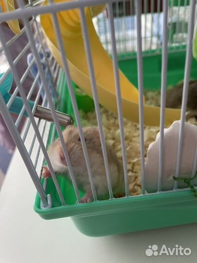Джунгарский хомяк бесплатно