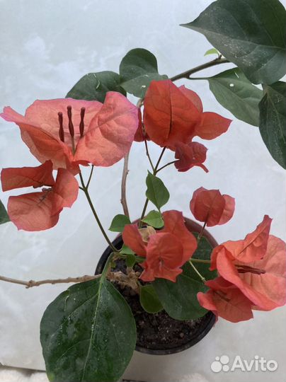 Бугенвиллия