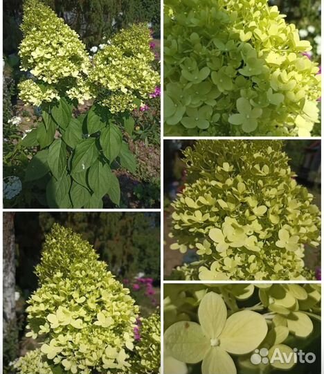 Гортензия метельчатая 