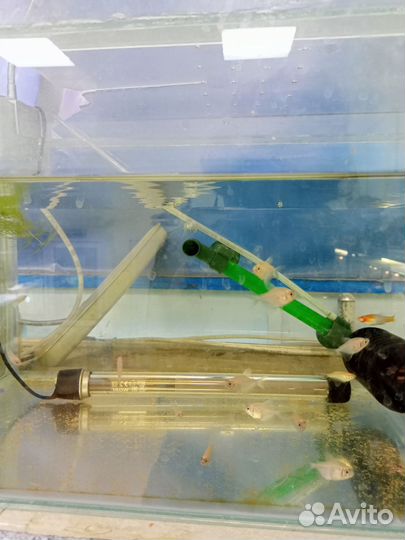 Гурами золотые, мальки, тернеция белая мальки