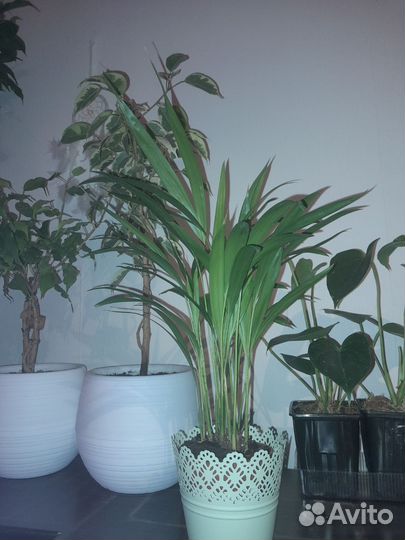 Мирт,фикус,гранат,пальма