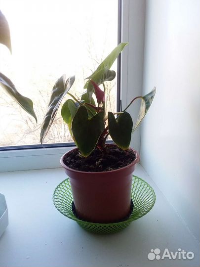 Герань пеларгония