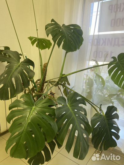 Комнатные цветы монстера