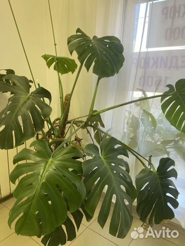 Комнатные цветы монстера